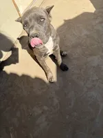 Nova, a female American Pit Bull Terrier and Labrador Retriever for sale in Los Angeles, CA – 4 of 6