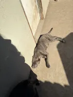 Nova, a female American Pit Bull Terrier and Labrador Retriever for sale in Los Angeles, CA – 6 of 6