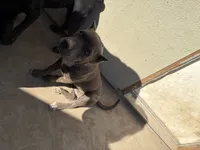 Nova, a female American Pit Bull Terrier and Labrador Retriever for sale in Los Angeles, CA – 5 of 6