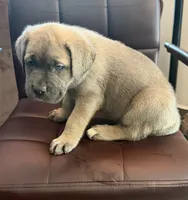 Female , a female Cane Corso for sale in Columbia, SC – 3 of 4