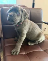 Pink collar female , a female Cane Corso for sale in Columbia, SC – 4 of 4