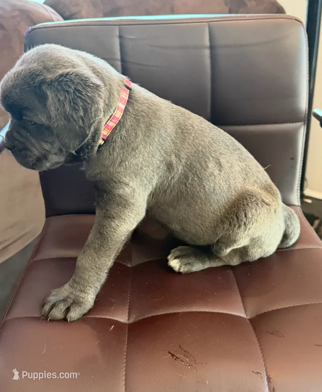 Pink collar female  – Cane Corso puppy for sale in Columbia, SC