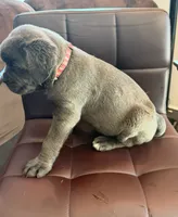 Pink collar female , a female Cane Corso for sale in Columbia, SC – 1 of 4