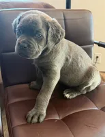 Pink collar female , a female Cane Corso for sale in Columbia, SC – 2 of 4