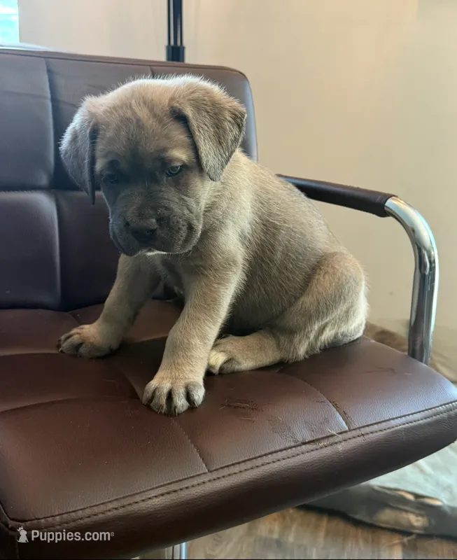 Female  – Cane Corso puppy for sale in Columbia, SC