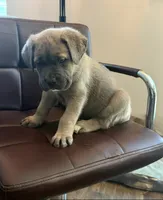 Female , a female Cane Corso for sale in Columbia, SC – 1 of 4