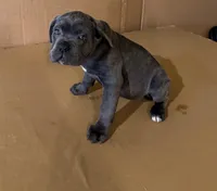 Pink female , a female Cane Corso for sale in Columbia, SC – Photo 1 of 3