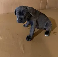 Pink female , a female Cane Corso for sale in Columbia, SC – Photo 2 of 3