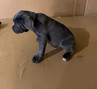 Pink female , a female Cane Corso for sale in Columbia, SC – Photo 3 of 3