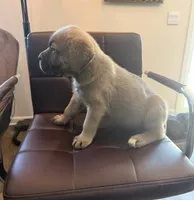 Female , a female Cane Corso for sale in Columbia, SC – 2 of 4