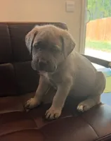 Female , a female Cane Corso for sale in Columbia, SC – 4 of 4