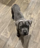 White collar boy, a female Cane Corso for sale in Columbia, SC – Photo 3 of 4