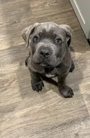 White collar boy, a female Cane Corso for sale in Columbia, SC – Photo 1 of 4