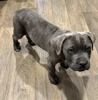 White collar boy, a female Cane Corso for sale in Columbia, SC – Photo 2 of 4