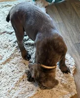 White collar boy, a female Cane Corso for sale in Columbia, SC – Photo 4 of 4