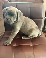 Pink collar female , a female Cane Corso for sale in Columbia, SC – 3 of 4