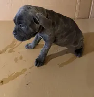 Purple female , a female Cane Corso for sale in Columbia, SC – Photo 2 of 2