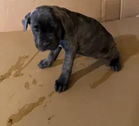 Purple female , a female Cane Corso for sale in Columbia, SC – Photo 1 of 2