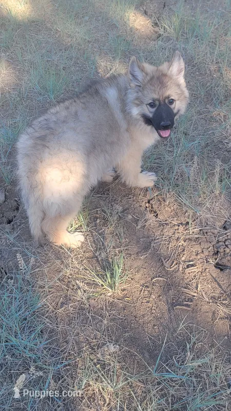 White Collar – German Shepherd Dog puppy on hold in Durango, CO