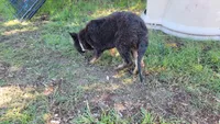 Puppy, a male German Shepherd Dog for sale in Durango, CO – 4 of 4