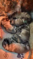 White Collar, a female German Shepherd Dog for sale in Durango, CO – 6 of 7