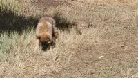 Green Collar/ Ruger, a male German Shepherd Dog for sale in Durango, CO – 3 of 7