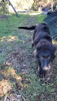Puppy, a male German Shepherd Dog for sale in Durango, CO – 2 of 4