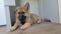 Green Collar/ Ruger, a male German Shepherd Dog for sale in Durango, CO – 2 of 7