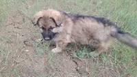 Green Collar, a male German Shepherd Dog for sale in Durango, CO – 2 of 5