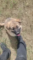 Red Collar, a male German Shepherd Dog for sale in Durango, CO – 3 of 5