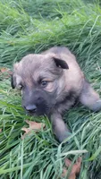 Green Collar, a male German Shepherd Dog for sale in Durango, CO – 3 of 5