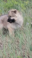 White Collar, a female German Shepherd Dog for sale in Durango, CO – 1 of 7
