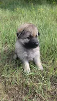 White Collar, a female German Shepherd Dog for sale in Durango, CO – 3 of 7