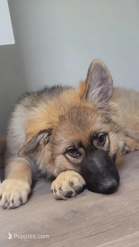 Green Collar/ Ruger – German Shepherd Dog puppy for sale in Durango, CO