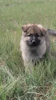 Purple Collar, a female German Shepherd Dog for sale in Durango, CO – 3 of 6