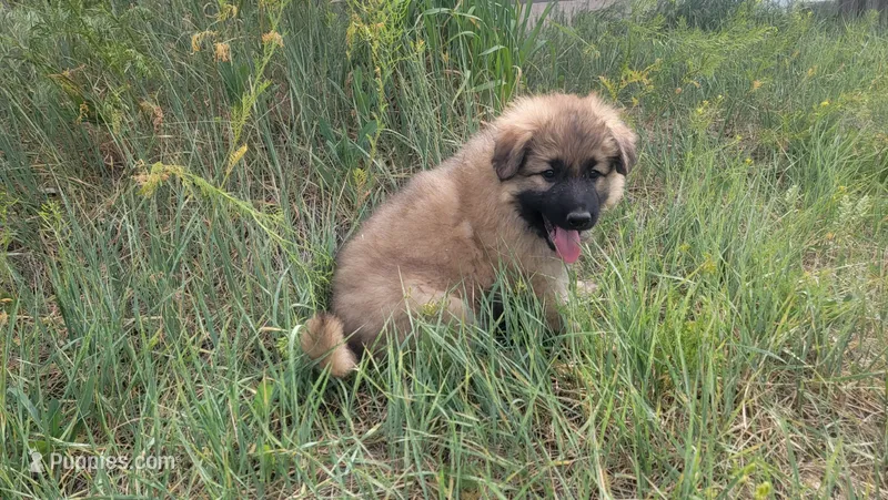 Red Collar – German Shepherd Dog puppy for sale in Durango, CO