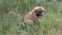 Red Collar, a male German Shepherd Dog for sale in Durango, CO – 1 of 5