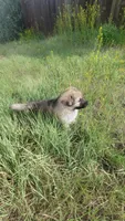 White Collar, a female German Shepherd Dog for sale in Durango, CO – 2 of 7