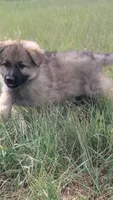 Purple Collar, a female German Shepherd Dog for sale in Durango, CO – 4 of 6