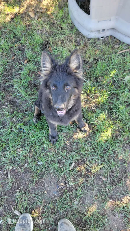 Puppy – German Shepherd Dog puppy for sale in Durango, CO