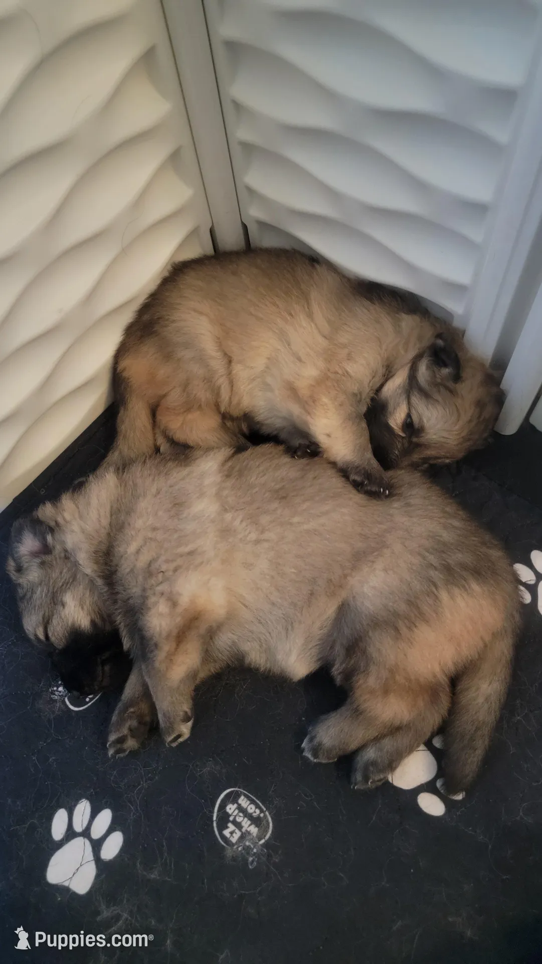 Green Collar, a male German Shepherd Dog for sale in Durango, CO – 4 of 5