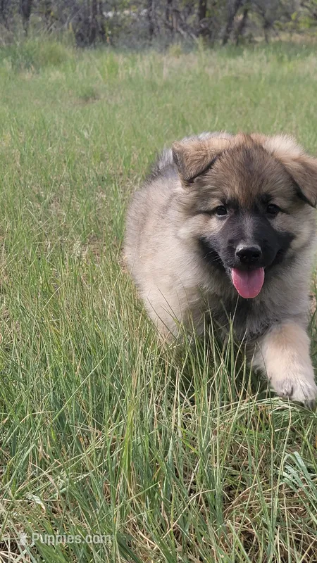 Purple Collar – German Shepherd Dog puppy for sale in Durango, CO
