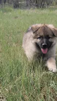 Purple Collar, a female German Shepherd Dog for sale in Durango, CO – 1 of 6