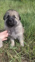 Purple Collar, a female German Shepherd Dog for sale in Durango, CO – 5 of 6