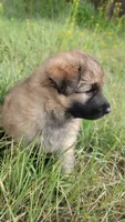 Red Collar, a male German Shepherd Dog for sale in Durango, CO – 4 of 5