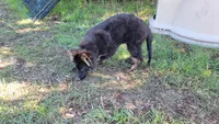 Puppy, a male German Shepherd Dog for sale in Durango, CO – 3 of 4