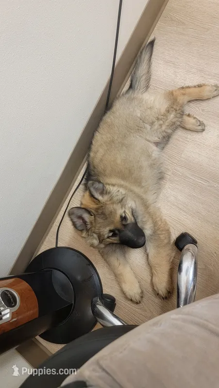 Green Collar – German Shepherd Dog puppy for sale in Durango, CO