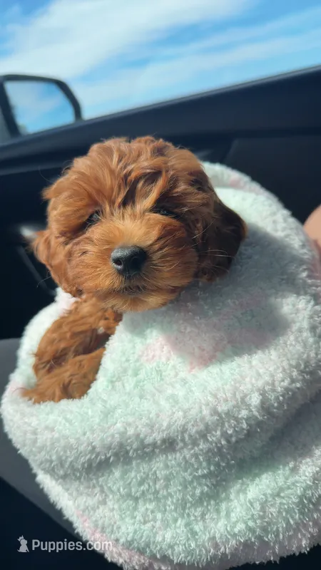 Callie – Maltipoo puppy for sale in Rochester, IN