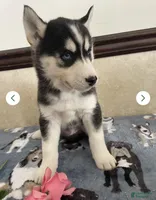 Joey , a male Siberian Husky and Pomsky for sale in Fredericksburg, VA – Photo 3 of 4