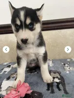 Joey , a male Siberian Husky and Pomsky for sale in Fredericksburg, VA – Photo 2 of 4